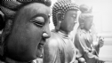 Ấn Độ: 150 Người Dalit Cải Sang Đạo Phật