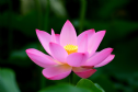 Biểu tượng hoa sen trong Phật giáo