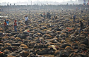 Nepal huỷ bỏ lễ hội thảm sát gia súc để tế thần