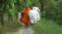 Thái Lan: Ngôi chùa may y chư Tăng từ rác thải nhựa