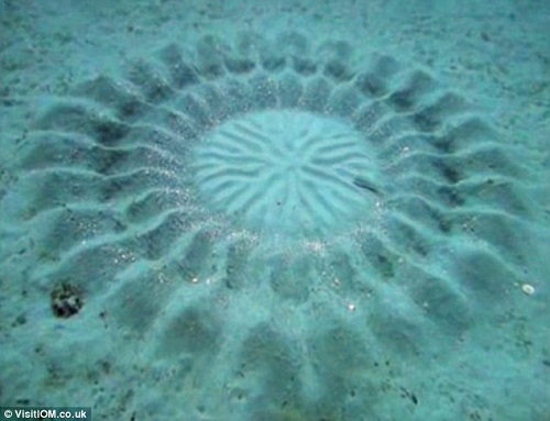 Vòng tròn bí ẩn dưới đáy biển