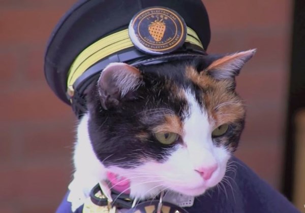 3.000 người dự đám tang 'mèo trưởng ga' nổi tiếng Nhật Bản  - ảnh 3