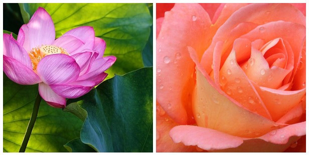 Ta có thể yêu mến sự tinh khiết của hoa sen, và cùng lúc thưởng thức cái đẹp của hoa huệ và hoa hồng.