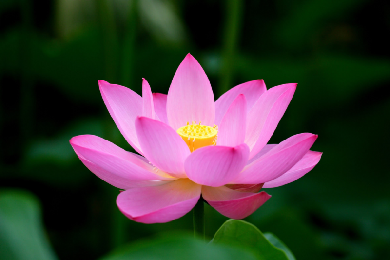 Biểu tượng hoa sen Phật giáo: Hoa sen Phật giáo được coi là biểu tượng của sự tinh khiết và hoàn hảo trong truyền thống Phật giáo. Nó được dùng để mô tả sự giác ngộ và sự giải thoát khỏi cảnh chập choạng của cuộc đời. Hãy chiêm ngưỡng những tác phẩm nghệ thuật với chủ đề biểu tượng hoa sen Phật giáo để cảm nhận được thông điệp tâm linh của nó.