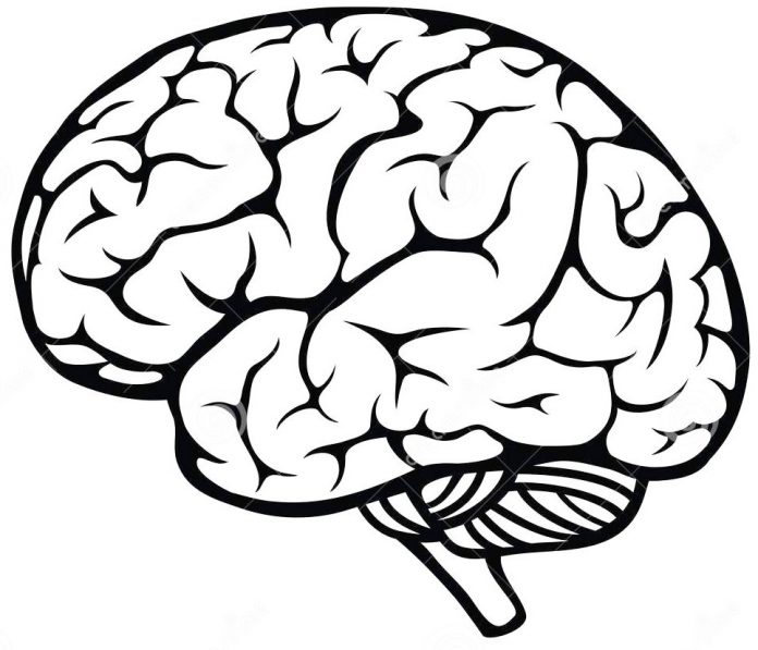 Vẽ Não Trên Nền Trắng Hình minh họa Sẵn có - Tải xuống Hình ảnh Ngay bây  giờ - Biểu tượng - Đồ thủ công, Cái đầu, Cảm hứng - iStock