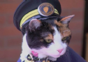 3.000 người dự đám tang 'mèo trưởng ga' nổi tiếng Nhật Bản