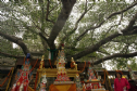Ấn Độ: Kiểm tra sức khỏe cây bồ đề tại Bồ Đề Đạo Tràng