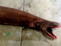 Ngư dân Australia hốt hoảng với con cá mập 'thời tiền sử' với... 300 cái răng