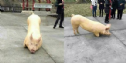 Kì lạ lợn quỳ lạy trước sân một ngôi Chùa