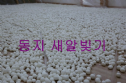 Hàn Quốc: Chùa Phụng An hưởng ứng ngày Đông chí và chia sẻ cháo đậu đỏ cho hơn 20.000 người