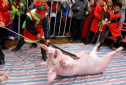 Tổ chức Động vật châu Á kêu gọi chấm dứt lễ hội chém lợn