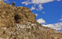 Ấn Độ: Tu viện Phuktal cheo leo trên vách núi