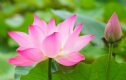 Hoa Sen (Lotus)
