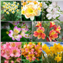 Hoa Thủy tiên - Narcissus tazetta (2024)