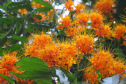 Hoàng hậu Maya vịn cành hoa vô ưu sao đản sinh là mùa hoa ưu đàm nở ?
