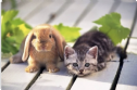 Mèo thay thỏ và lý do năm Mão ở Việt Nam là mèo mà không phải thỏ như nhiều nước châu Á