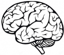 Một bộ não nặng bao nhiêu?