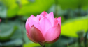 Tại sao khi nói đến hoa sen là nói đến Phật giáo ?