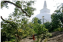 Tranh cãi về việc dỡ bỏ an ninh tại địa điểm Phật giáo hàng đầu của Sri Lanka