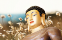 Truyện thơ: Gần Phật và Xa Phật