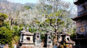 Yên Tử: Sự linh thiêng kỳ lạ ở vườn tháp Huệ Quang