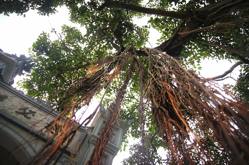 Thân và rễ cây đa trăm tuổi tỏa bóng mát trước tam quan chùa Bà Già.