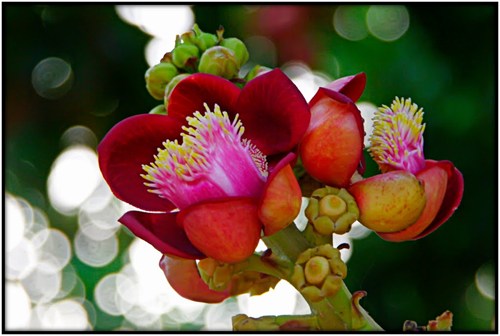 Phân biệt hoa Sala, hoa Vô Ưu và hoa Kỳ Lân | Chùa A Di Đà