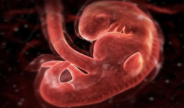 Các tế bào tim đầu tiên hoạt động là khi thai nhi được 4 tuần tuổi.