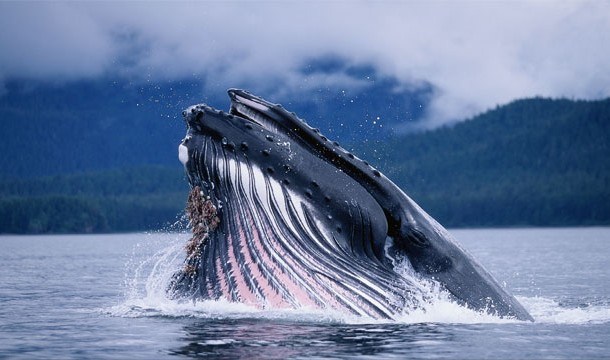 Cá voi xanh có trái tim lớn nhất, nặng hơn 680kg.