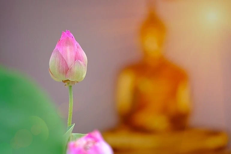 Chỉ đọc tụng mà mong giải thoát, an lành, thì chưa đủ…