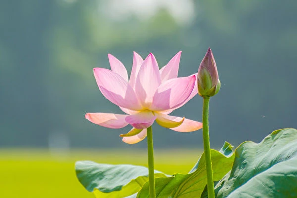 PHÚC BÁO HIỆN TIỀN