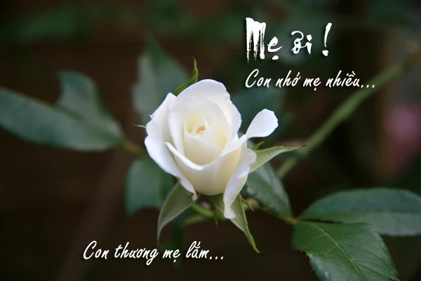 NHỚ MẸ