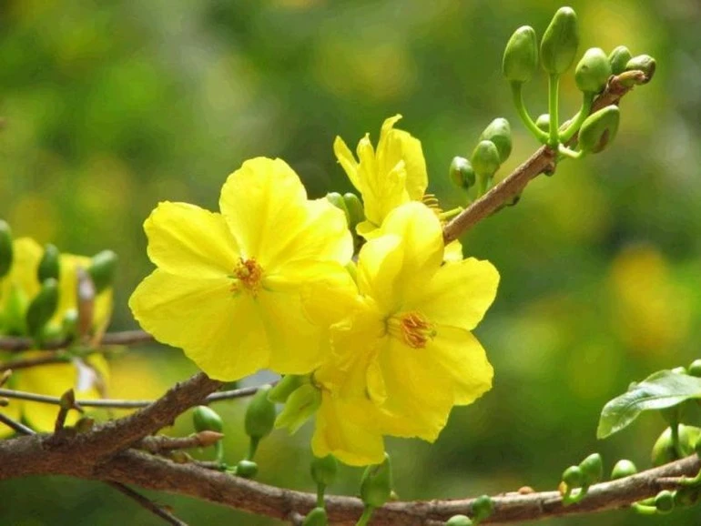 Tản Mạn Hoa Mai