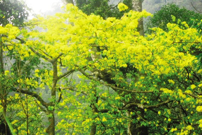 Cây mai vàng trên Yên Tử di thực từ phương Nam?