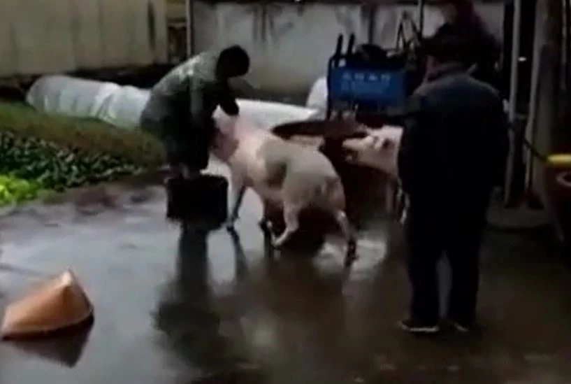 Heo lao vào húc người để giải cứu đồng loại