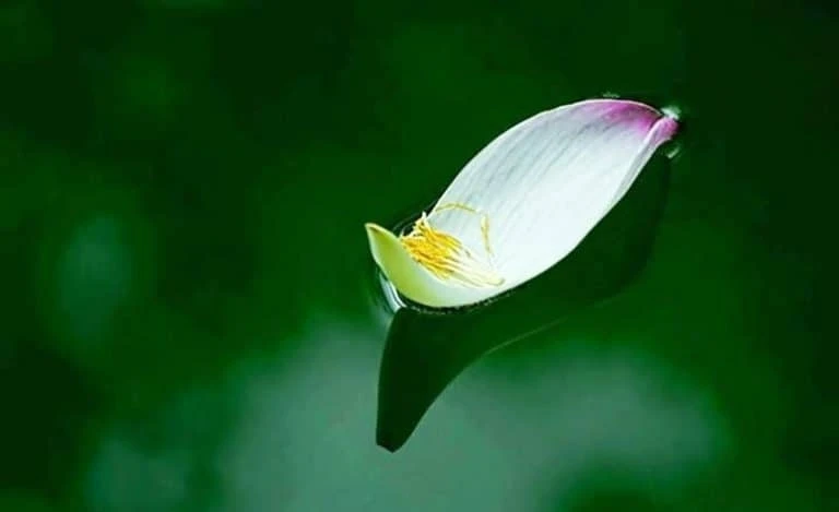 Chùm thơ “Lặng giữa vô thường”