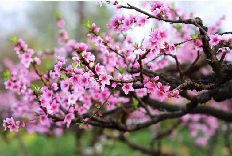 ƯỚC NGUYỆN XUÂN NÀY