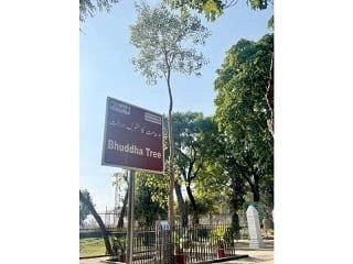 Cây Bồ Đề Lịch Sử Đâm Chồi Xanh Tốt Tại Công Viên Lahore (Pakistan)