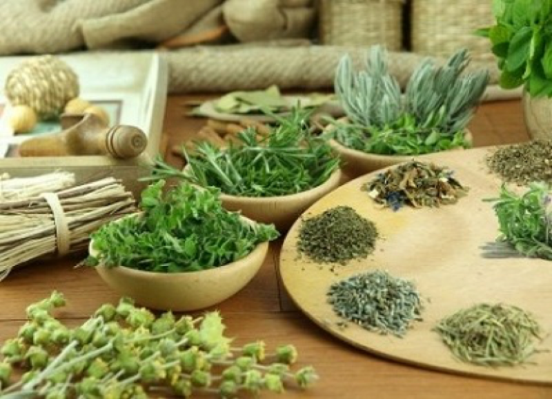 70 CÂY THUỐC NAM CHỮA BỆNH QUÝ BÁU VÀ PHỔ BIẾN Ở VIỆT NAM