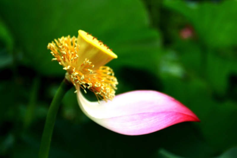 Sơ lược về Ba ưu và Tám khổ