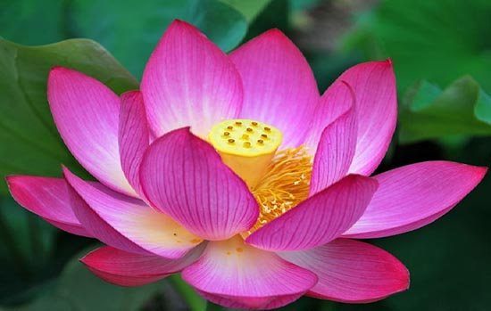 Top 5 quốc hoa trên thế giới