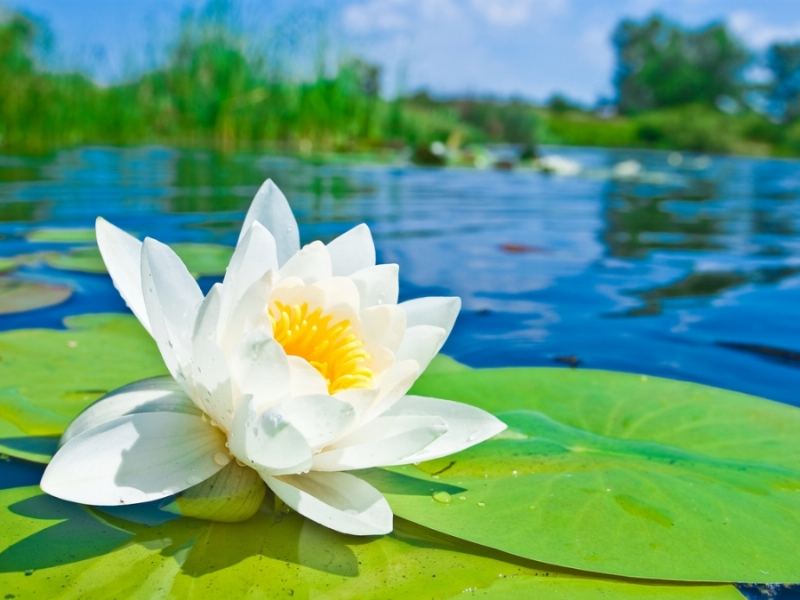 VAI TRÒ CỦA TÂM TRONG TAM TỊNH NHỤC