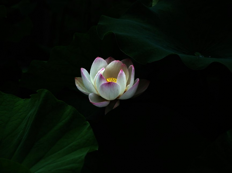 Vô thường và chân thường