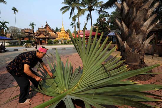 Cây lá bối 2