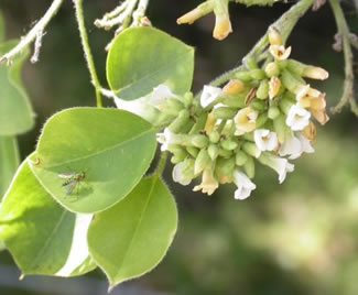 Simsapa 2