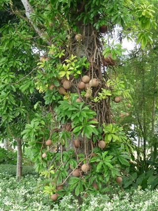 Cây ngọc kỳ lân