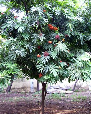 Cây vô ưu