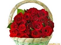 red_rose_52