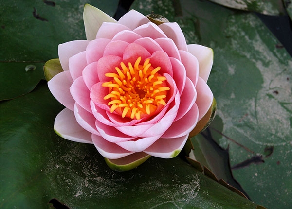 Đạo Phật không chấp nhận 1 Thượng Đế độc nhất mà cho rằng có hằng hà sa số các vị thần linh.